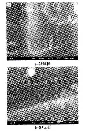 图2&nbsp;处理后AZ261Mg合金试样的表面形貌